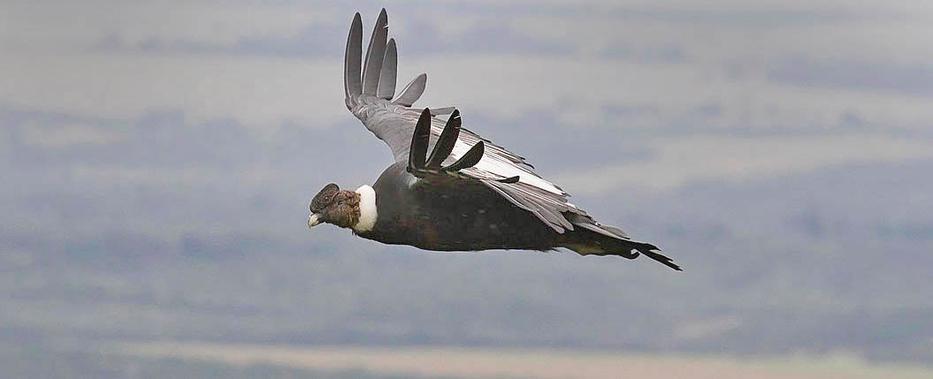 pumas, andean condors, chile, tierra del fuego, wildlife, photography, tours, safaris